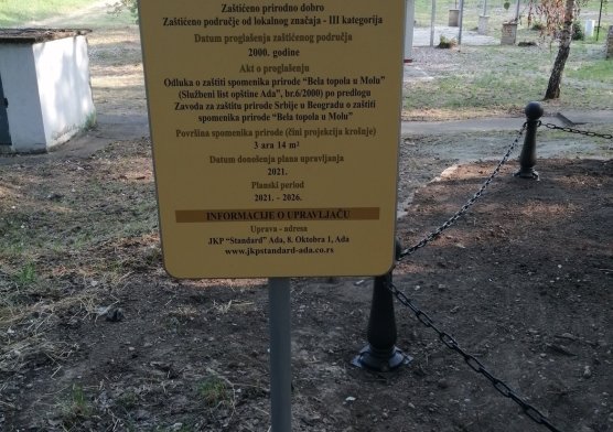 Spomenik prirode Bela topola u Molu