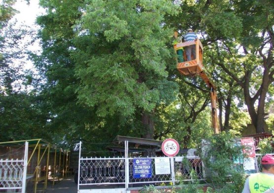 Orezivanje drveća, pijaca Ada