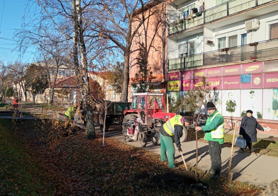 Sadnja stabala drveća 2023.